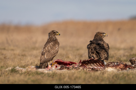 common buzzards eating meat on a meadow-stock-foto