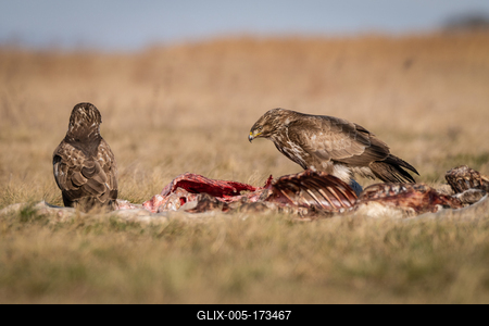 common buzzard eating meat  on a meadow-stock-foto