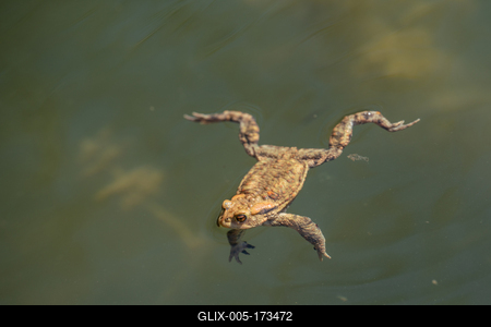 frog swimming in a pond at springtime-stock-foto