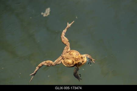 frog swimming in a pond at springtime-stock-foto