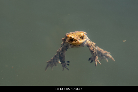 frog swimming in a pond at springtime-stock-foto