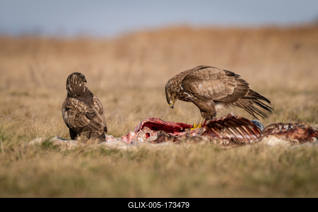 common buzzard eating meat  on a meadow-stock-foto