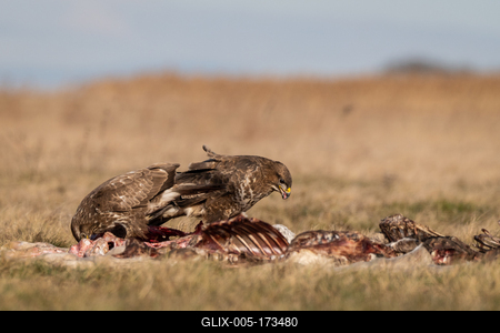 common buzzards eating meat on a meadow-stock-foto