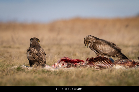 common buzzard eating meat  on a meadow-stock-foto