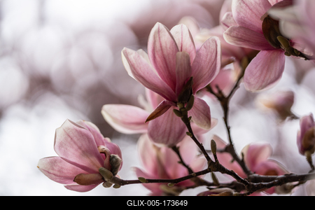beautiful pink magnolia flowers on tree-stock-foto
