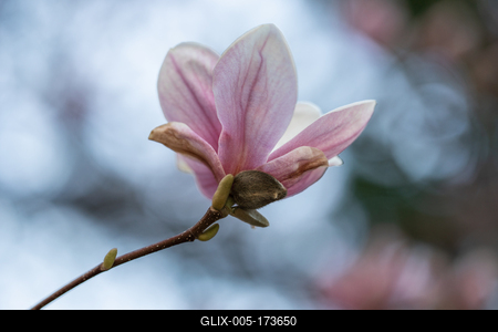 beautiful pink magnolia flowers on tree-stock-foto