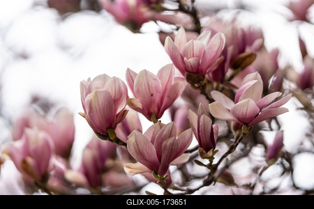 beautiful pink magnolia flowers on tree-stock-foto