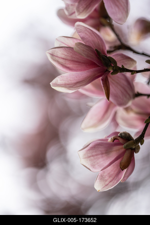 beautiful pink magnolia flowers on tree-stock-foto