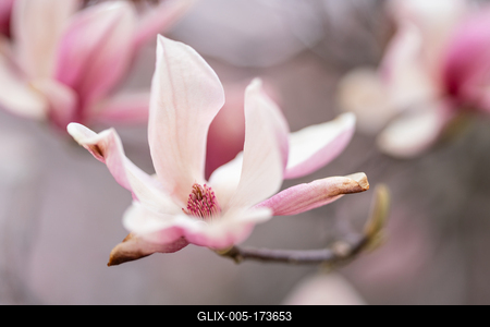 beautiful pink magnolia flowers on tree-stock-foto