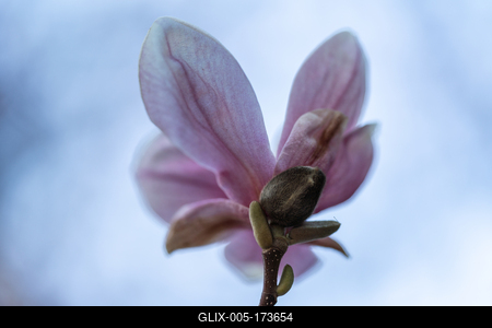 beautiful pink magnolia flowers on tree-stock-foto