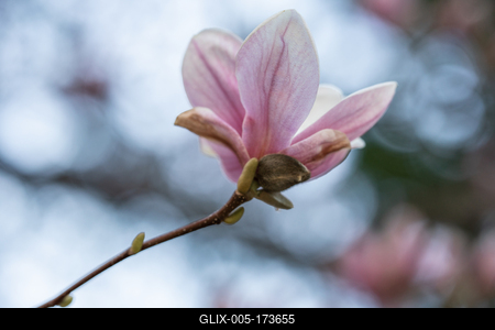 beautiful pink magnolia flowers on tree-stock-foto