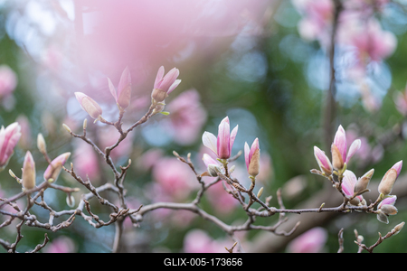 beautiful pink magnolia flowers on tree-stock-foto