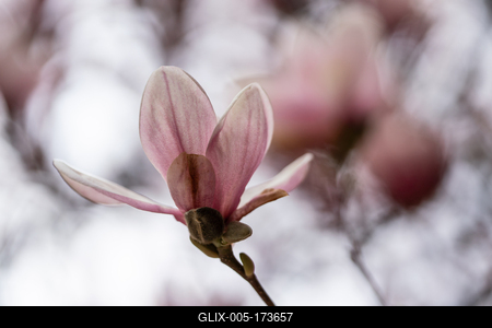 beautiful pink magnolia flowers on tree-stock-foto