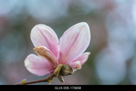 beautiful pink magnolia flowers on tree-stock-foto
