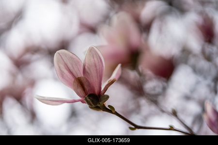 beautiful pink magnolia flowers on tree-stock-foto