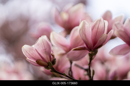 beautiful pink magnolia flowers on tree-stock-foto
