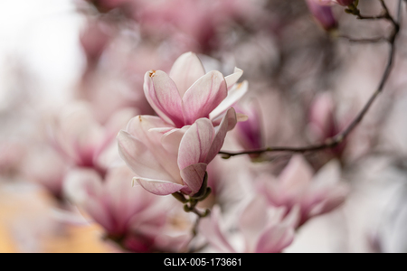 beautiful pink magnolia flowers on tree-stock-foto