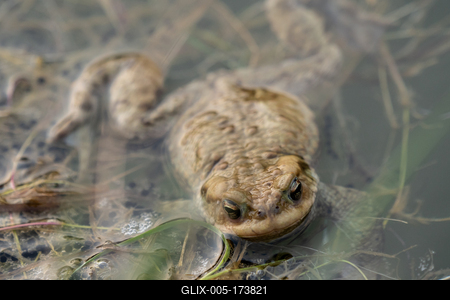 frog swimming in a pond at springtime-stock-foto