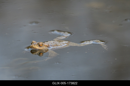 frog swimming in a pond at springtime-stock-foto