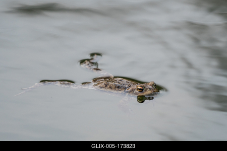 frog swimming in a pond at springtime-stock-foto