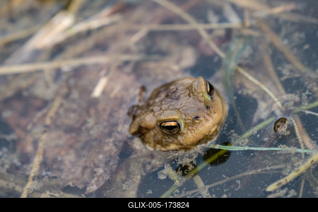 frog swimming in a pond at springtime-stock-foto