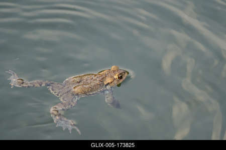 frog swimming in a pond at springtime-stock-foto