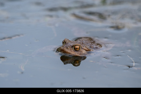 frog swimming in a pond at springtime-stock-foto