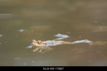 frog swimming in a pond at springtime-stock-foto