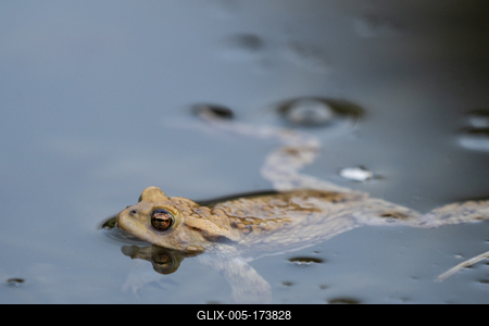 frog swimming in a pond at springtime-stock-foto