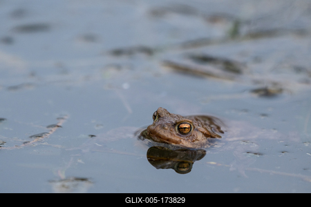 frog swimming in a pond at springtime-stock-foto