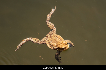 frog swimming in a pond at springtime-stock-foto