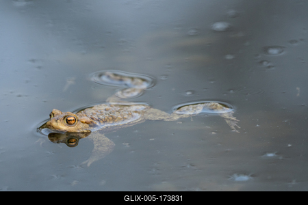 frog swimming in a pond at springtime-stock-foto