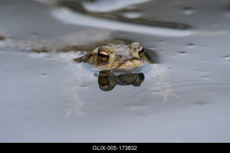 frog swimming in a pond at springtime-stock-foto