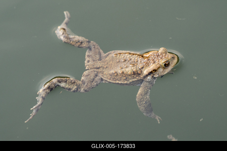 frog swimming in a pond at springtime-stock-foto