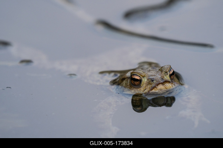 frog swimming in a pond at springtime-stock-foto