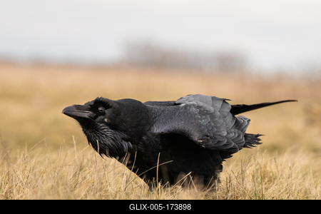 Black raven standing on a meadow alone-stock-foto