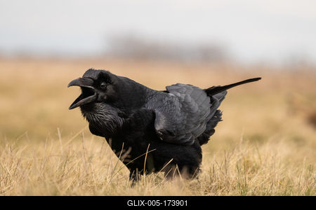 Black raven standing on a meadow alone-stock-foto