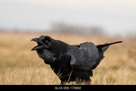 Black raven standing on a meadow alone-stock-foto