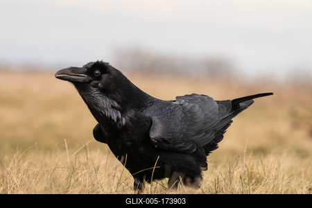 Black raven standing on a meadow alone-stock-foto