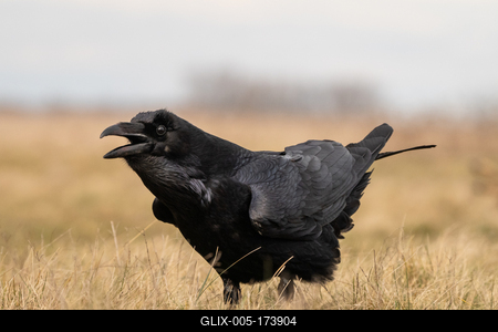 Black raven standing on a meadow alone-stock-foto