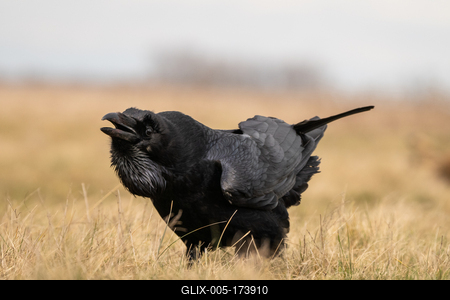 Black raven standing on a meadow alone-stock-foto