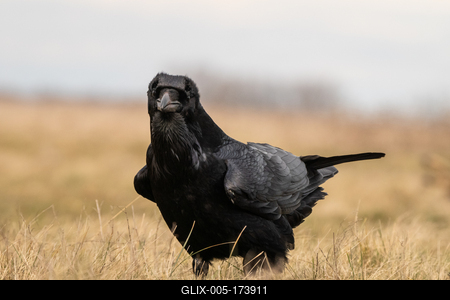 Black raven standing on a meadow alone-stock-foto
