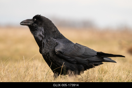 Black raven standing on a meadow alone-stock-foto