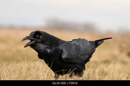 Black raven standing on a meadow alone-stock-foto