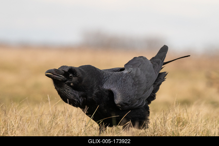 Black raven standing on a meadow alone-stock-foto