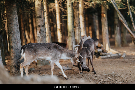 beautiful deers fight  in a wild forest-stock-foto