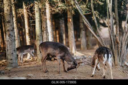 beautiful deers fight  in a wild forest-stock-foto