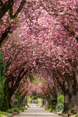 Road with majestically blossoming large cherry trees-stock-foto