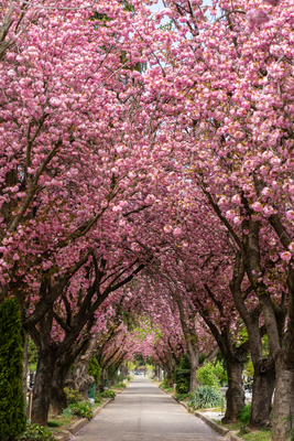 Road with majestically blossoming large cherry trees-stock-foto