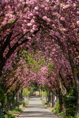 Road with majestically blossoming large cherry trees-stock-foto